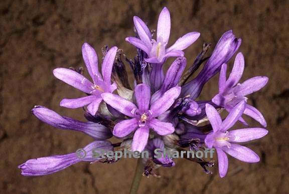 dichelostemma multiflorum 4 graphic